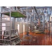 Линия забоя свиней и крс